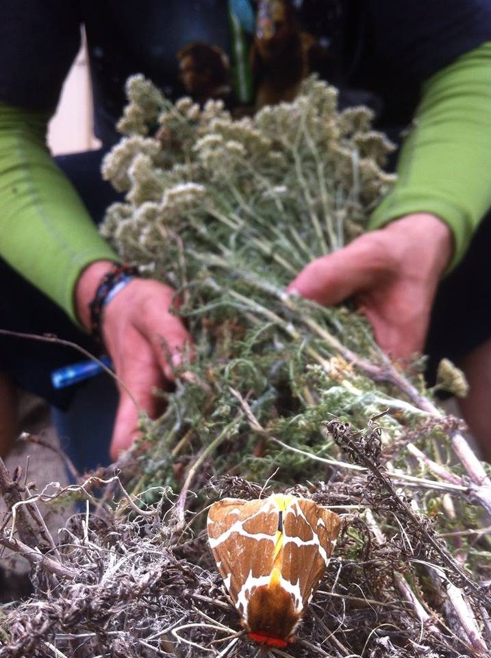 The harvest of wild plants, in hand.