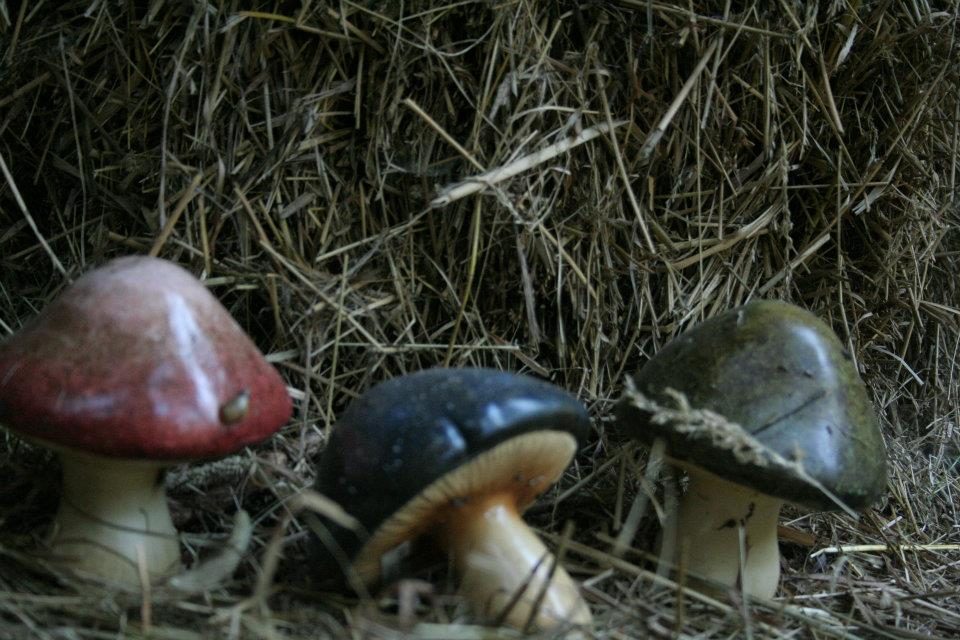 Mushrooms in the hay.