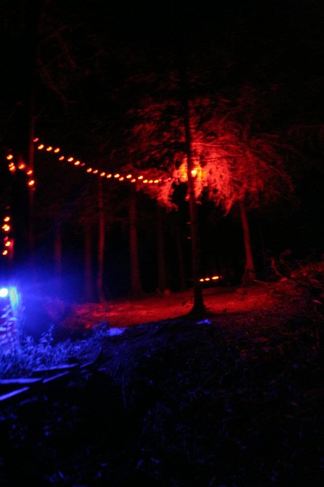 The forest lit in red, at night.