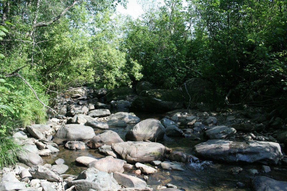 The stream, its rocks and its trees.