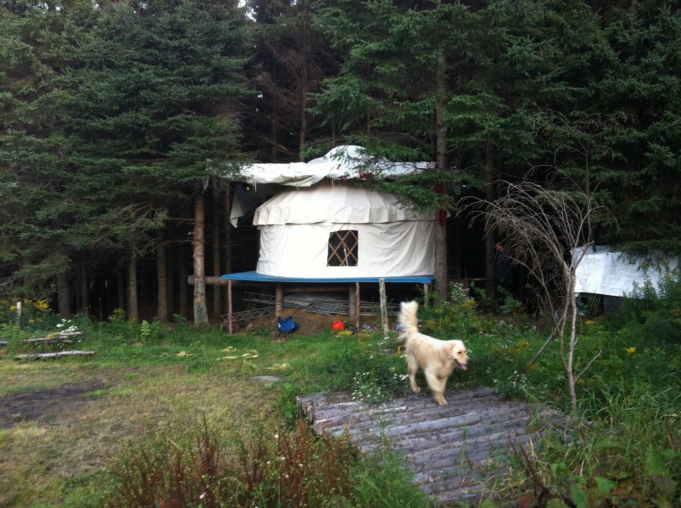 The yurt, the alley and the white dog.