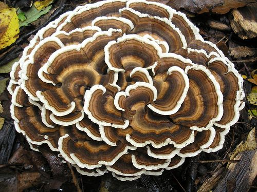 A turkey tail (Trametes versicolor), one of the mushrooms grown at L'AgorA.