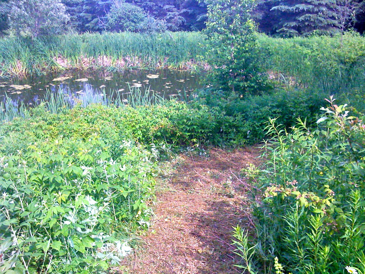 The trail through the grass, June 2010.