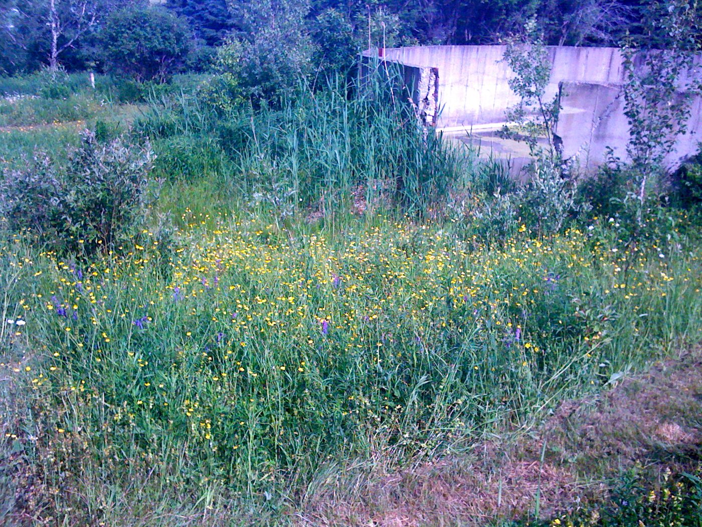 The barn in the flowering field, June 2010.