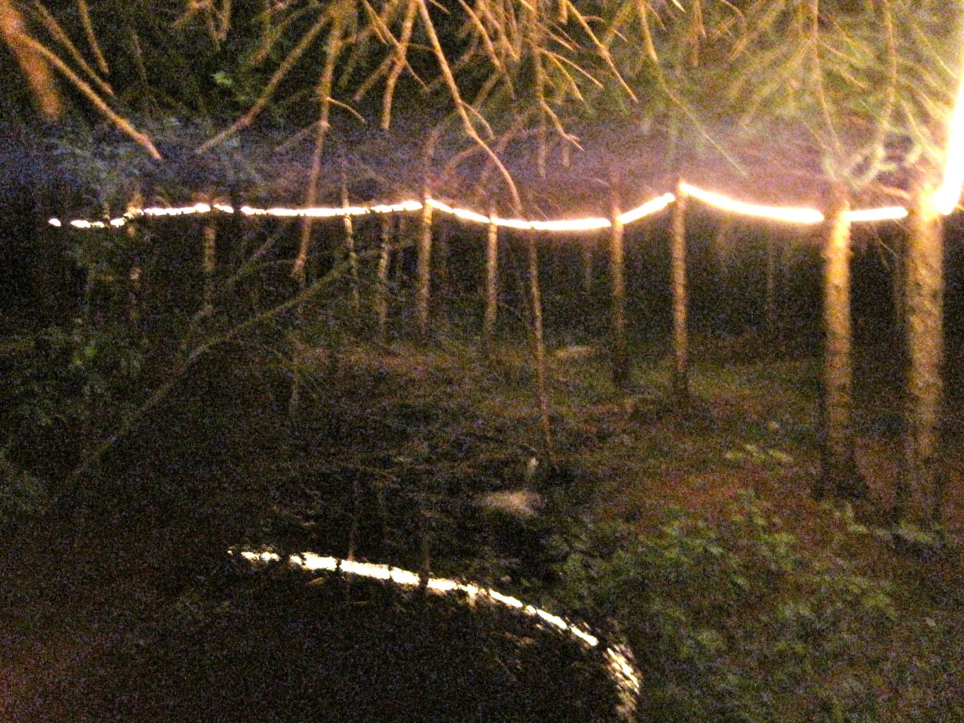 July 5, 2010: a line of light between the trees, at night.