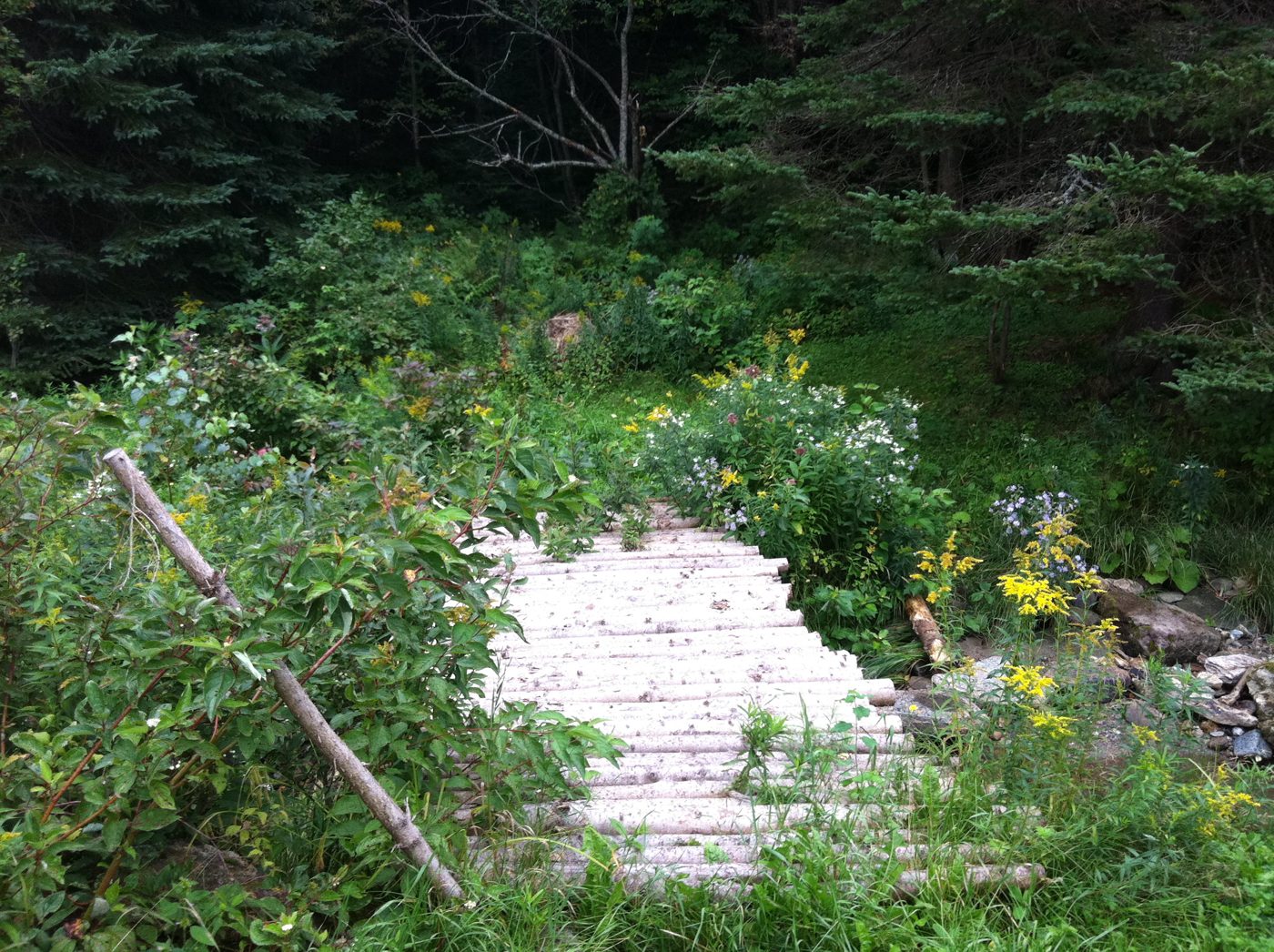 The stone staircase in the flowers.