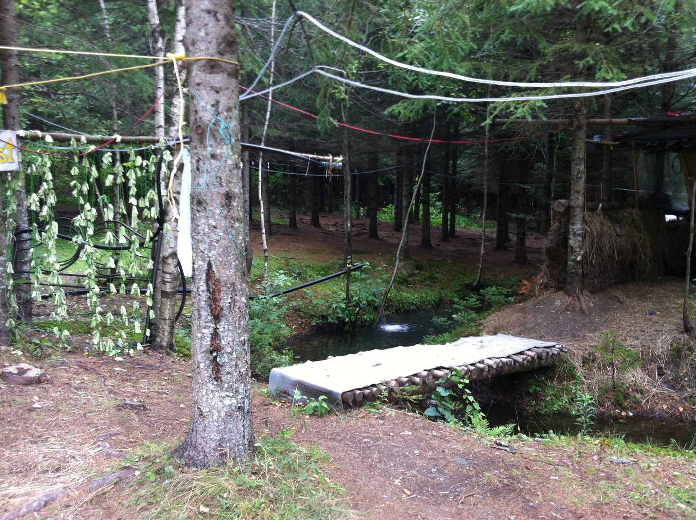 The forest's clotheslines, August 2011.