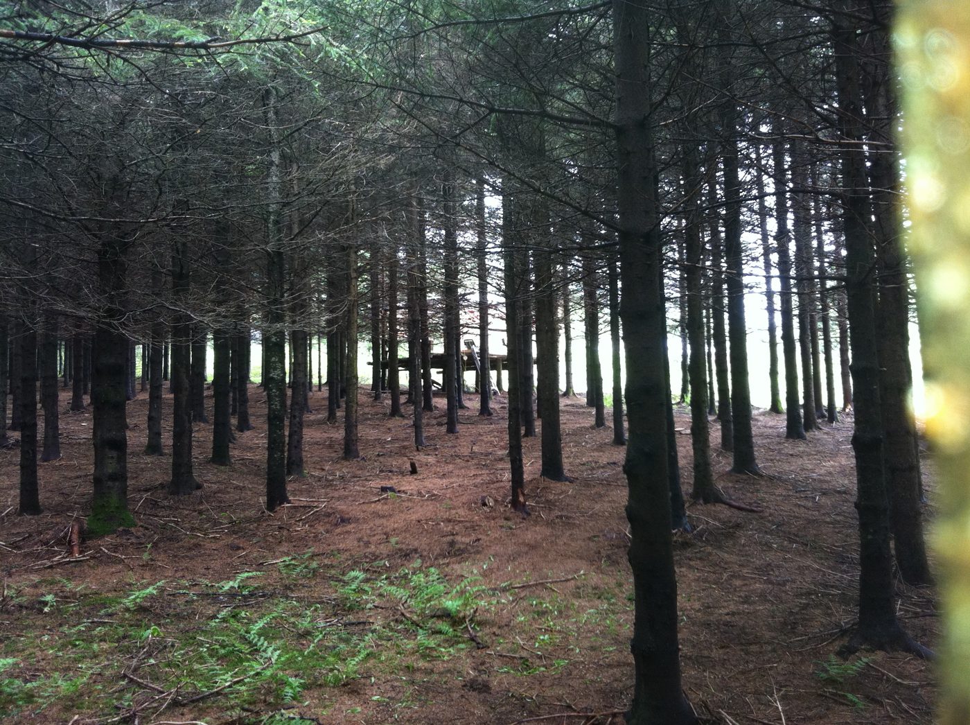 The spruce plantation, in rows.