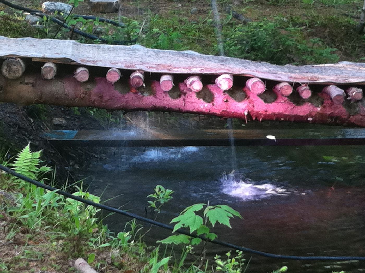 The log bridge over the stream.