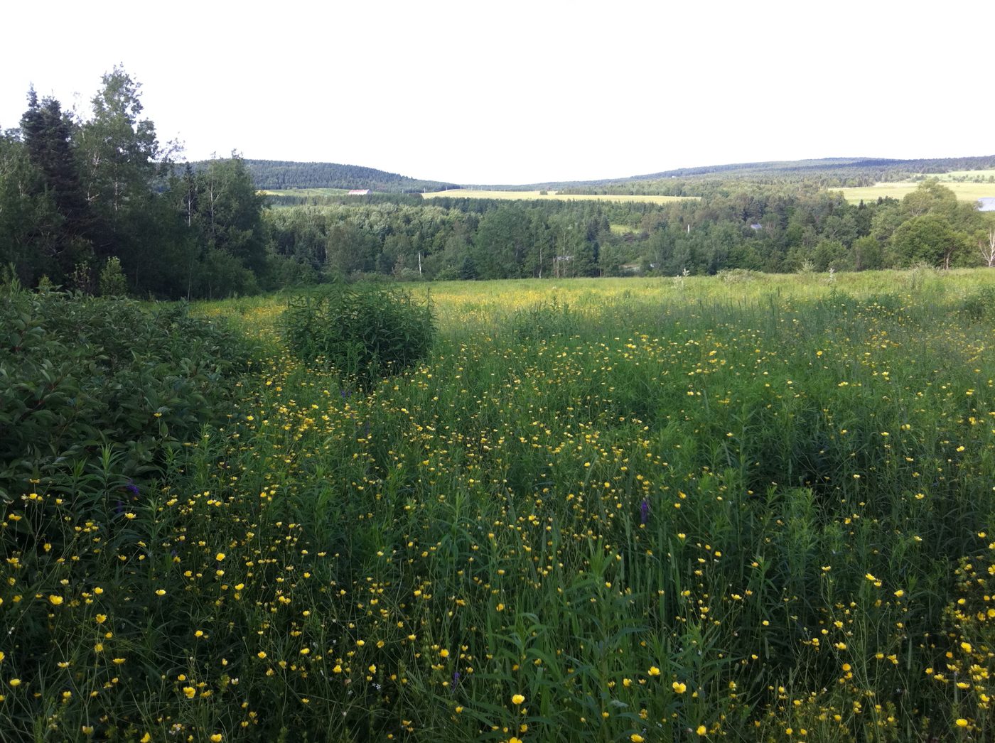 The field of wildflowers and the valley.