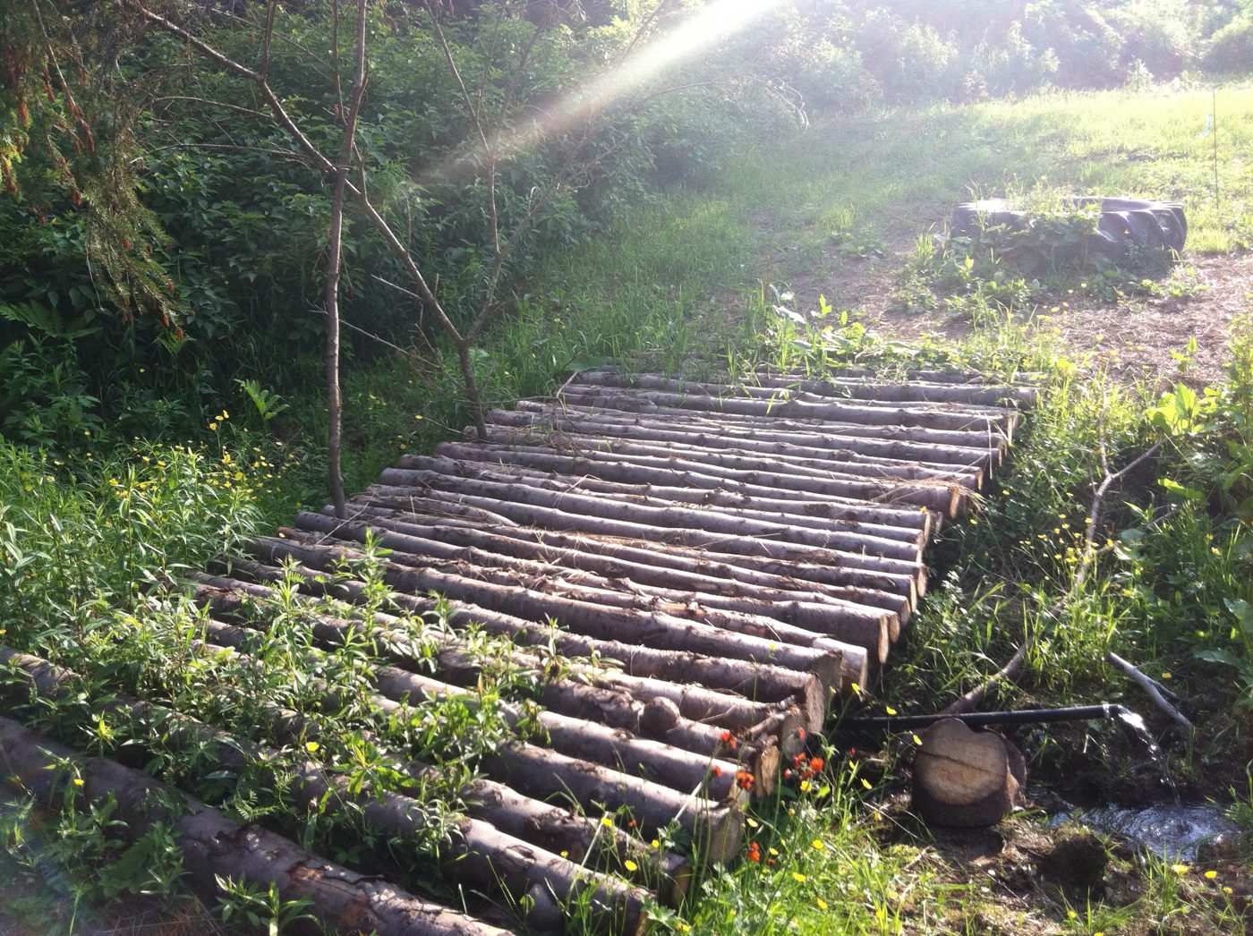 The log walkway through the tall grass.