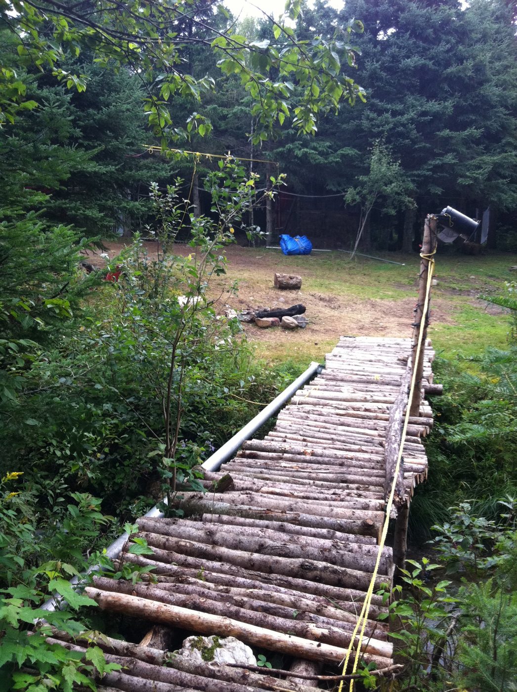 A round-log walkway between the spruces.