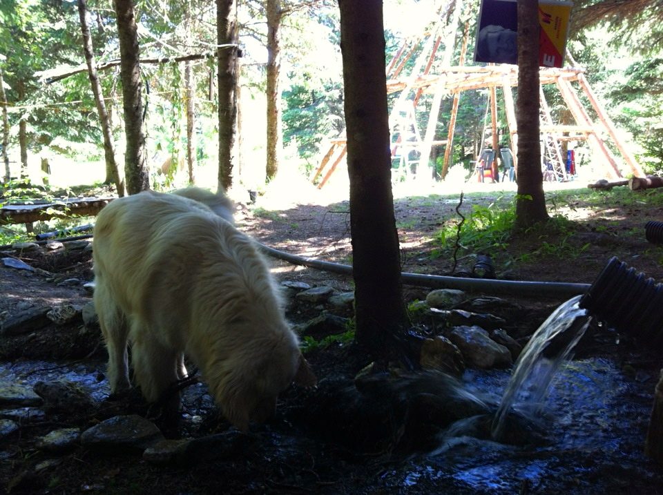 The dog at the edge of the stream, and the structures behind.